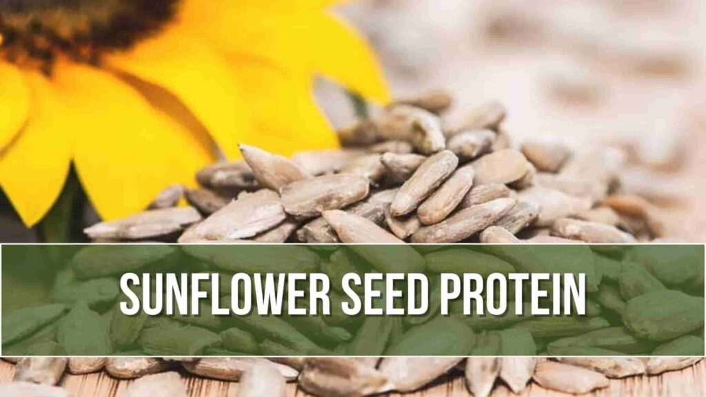 Sunflower seed protein